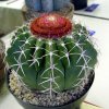 Melocactus_zehntneri_1